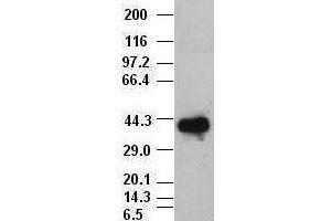 Image no. 2 for anti-SRY (Sex Determining Region Y)-Box 17 (SOX17) (AA 177-414) antibody (ABIN2732434)