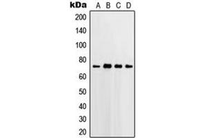 Image no. 3 for anti-Prostaglandin-Endoperoxide Synthase 2 (Prostaglandin G/H Synthase and Cyclooxygenase) (PTGS2) (C-Term) antibody (ABIN2705117)