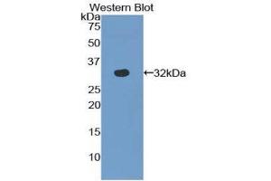 Image no. 1 for anti-S-Antigen, Retina and Pineal Gland (Arrestin) (SAG) (AA 139-388) antibody (ABIN1860494)