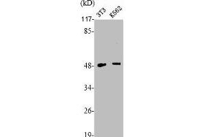 Western Blot analysis of NIH-3T3 K562 cells using TNF-R2 Polyclonal Antibody