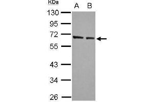 Image no. 3 for anti-Kruppel-Like Factor 4 (Gut) (KLF4) (C-Term) antibody (ABIN2855075)
