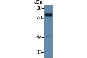 Image no. 2 for anti-Coagulation Factor II (thrombin) (F2) (AA 325-618) antibody (ABIN1858754)