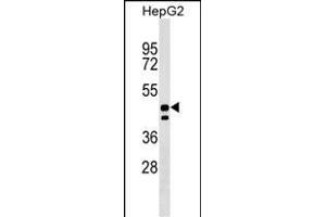 UNC93A Antibody (N-term) (ABIN1538961 and ABIN2849386) western blot analysis in HepG2 cell line lysates (35 μg/lane).