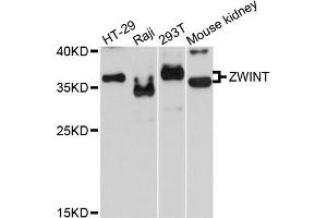 Image no. 1 for anti-ZW10 Interactor (ZWINT) antibody (ABIN4905689)