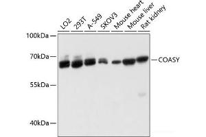 Western blot analysis of extracts of various cell lines using COASY Polyclonal Antibody at dilution of 1:3000.