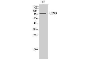 Image no. 1 for anti-CD93 (CD93) (Internal Region) antibody (ABIN3181439)