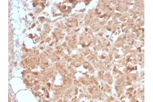 Image no. 2 for anti-Elastase 3B, Pancreatic (ELA3B) (AA 82-238) antibody (ABIN6939421)