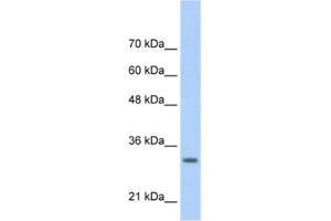 Image no. 1 for anti-Transcription Factor MafB (MAFB) antibody (ABIN2460785)