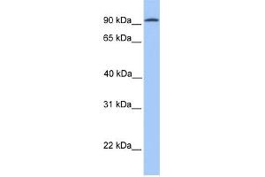 Image no. 2 for anti-Cadherin-16 (CDH16) (N-Term) antibody (ABIN2776867)