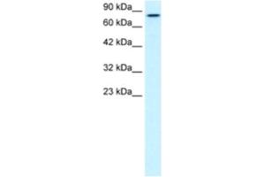 Image no. 1 for anti-Kinesin Family Member 3B (KIF3B) antibody (ABIN2460838)