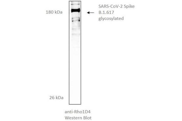 SARS-CoV-2 Spike Protein (B.1.617.1 - kappa) (rho-1D4 tag)