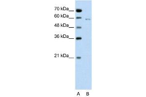 Image no. 1 for anti-Cell Division Cycle 23 (CDC23) (C-Term) antibody (ABIN2775691)