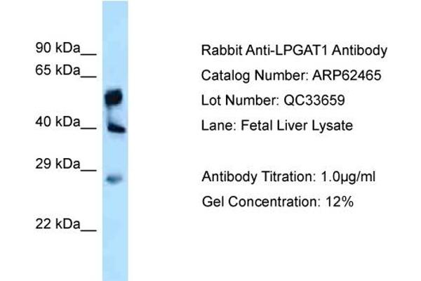 anti-Lysophosphatidylglycerol Acyltransferase 1 (LPGAT1) (C-Term) antibody