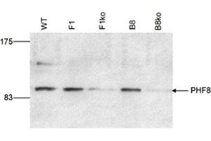 Image no. 1 for anti-PHD Finger Protein 8 (PHF8) antibody (ABIN6655278)