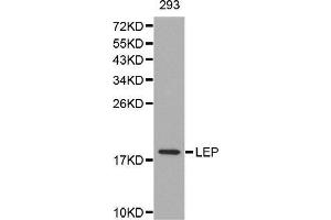 Western Blotting (WB) image for anti-Leptin (LEP) (AA 22-167) antibody (ABIN1513150)