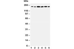 Image no. 2 for anti-Laminin, gamma 1 (LAMC1) (AA 1566-1579) antibody (ABIN3031591)
