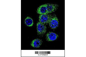 Immunofluorescence (IF) image for anti-Caspase 12 (Gene/pseudogene) (CASP12) (Center) antibody (ABIN2159740)