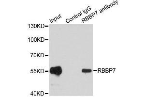 Image no. 1 for anti-Retinoblastoma Binding Protein 7 (RBBP7) antibody (ABIN6146746)