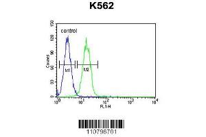 Image no. 1 for anti-Lysine (K)-Specific Demethylase 4C (KDM4C) (AA 1023-1056), (C-Term) antibody (ABIN655391)
