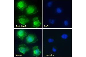 Image no. 2 for anti-Histone Deacetylase 2 (HDAC2) (Internal Region) antibody (ABIN6391348)