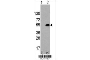 Image no. 1 for anti-Activating Transcription Factor 4 (Tax-Responsive Enhancer Element B67) (ATF4) (AA 220-252) antibody (ABIN390250)