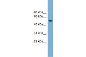 Image no. 1 for anti-Forkhead Box N3 (FOXN3) (AA 359-408) antibody (ABIN6745632)