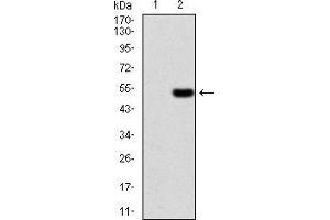 Image no. 3 for anti-Ezrin (EZR) (AA 292-464) antibody (ABIN5542456)