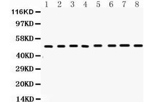 Image no. 2 for anti-TNF Receptor Superfamily, Member 6 (FAS) (AA 87-109), (N-Term) antibody (ABIN3044338)