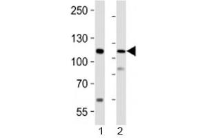 Image no. 1 for anti-PR Domain Containing 16 (PRDM16) antibody (ABIN3032299)