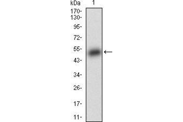 anti-BCL2-Associated Agonist of Cell Death (BAD) (AA 1-168) antibody