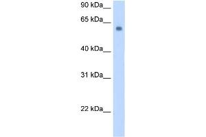Image no. 1 for anti-Solute Carrier Family 1 (Glutamate/Neutral Amino Acid Transporter), Member 4 (SLC1A4) (C-Term) antibody (ABIN2781576)