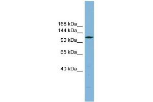 Image no. 1 for anti-Chromosome 14 Open Reading Frame 104 (C14orf104) (N-Term) antibody (ABIN2787072)