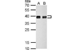 Image no. 4 for anti-Heterogeneous Nuclear Ribonucleoprotein C (C1/C2) (HNRNPC) (Center) antibody (ABIN2856905)