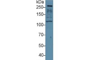 FLNB ELISA Kit