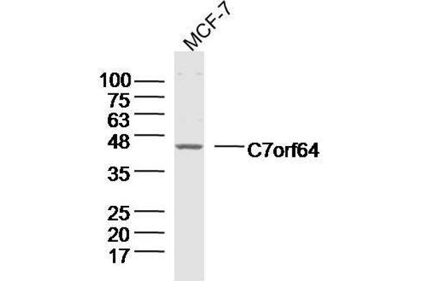 C7orf64 antibody  (AA 1-100)