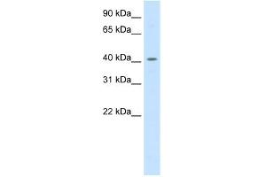 Image no. 1 for anti-Peroxisome Proliferator-Activated Receptor delta (PPARD) (C-Term) antibody (ABIN2780758)