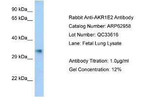Image no. 1 for anti-Aldo-Keto Reductase Family 1, Member E2 (AKR1E2) (C-Term) antibody (ABIN2789313)