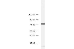 anti-Growth Associated Protein 43 (GAP43) antibody