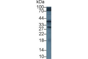 Image no. 1 for anti-Signal Sequence Receptor, alpha (SSR1) (AA 19-286) antibody (ABIN5014317)