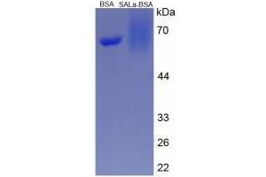 Image no. 1 for Salusin alpha (Salusin alpha) peptide (BSA) (ABIN5666002)