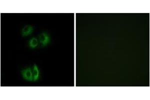 Image no. 1 for anti-Cadherin EGF LAG Seven Pass G-Type Receptor 3 (CELSR3) (AA 3195-3244) antibody (ABIN1535570)
