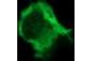 Image no. 6 for anti-Phosphoinositide-3-Kinase, Catalytic, gamma Polypeptide (PIK3CG) antibody (ABIN1500202)