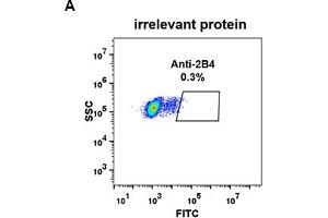 2B4 Antikörper  (AA 22-221)