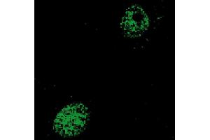 Image no. 3 for anti-Nuclear Receptor Subfamily 1, Group H, Member 4 (NR1H4) (AA 4-24), (Isoform 2) antibody (ABIN2703588)