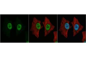 ICC/IF Image p54/nrb antibody detects p54/nrb protein at nucleus by immunofluorescent analysis.
