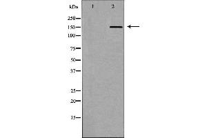 Image no. 1 for anti-ATP-Binding Cassette, Sub-Family C (CFTR/MRP), Member 5 (ABCC5) (N-Term) antibody (ABIN6266184)