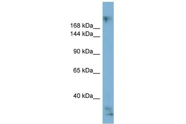 Exophilin 5 antibody  (Middle Region)