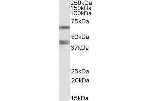 Image no. 2 for anti-Paraoxonase 2 (PON2) (Internal Region) antibody (ABIN571113)