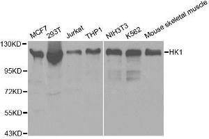 Image no. 3 for anti-Hexokinase 1 (HK1) antibody (ABIN3021309)