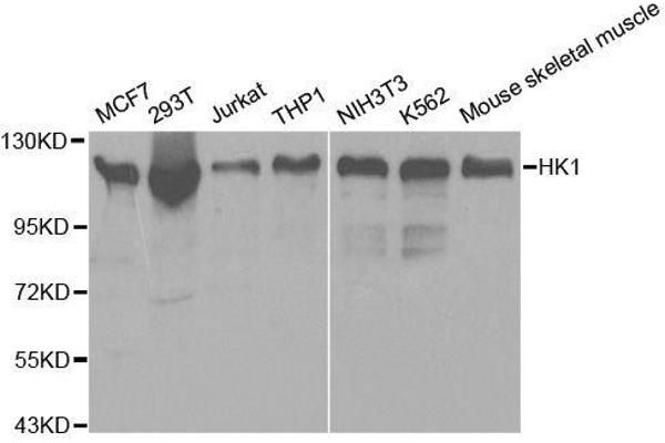 Hexokinase 1 antibody  (AA 20-300)